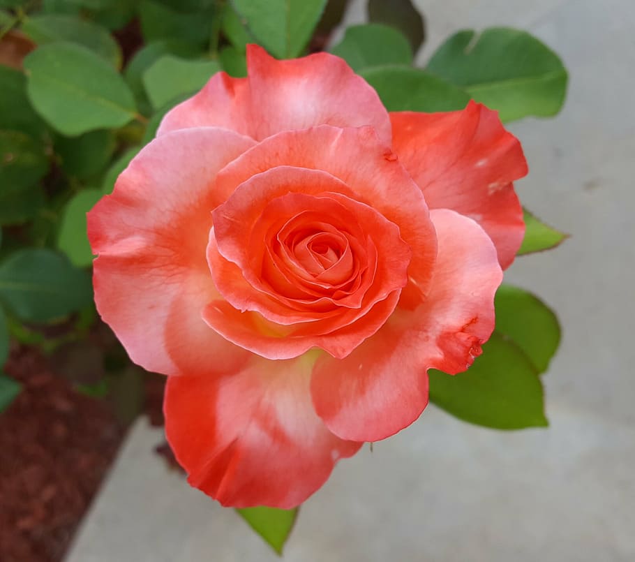rose, brigadoon, bloom, flower, flowering plant, beauty in nature HD wallpaper