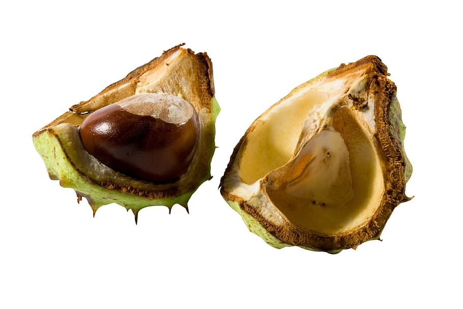 Chestnut, Fruit, Tree, autumn, white background, close-up, healthcare and medicine HD wallpaper