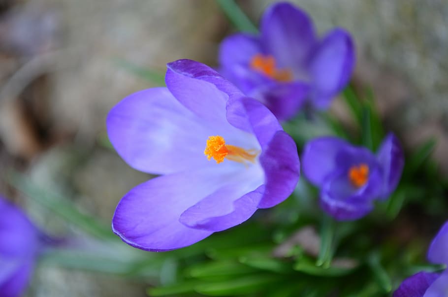 crocus, purple, blossom, bloom, close, stamp, flower, flowering plant HD wallpaper