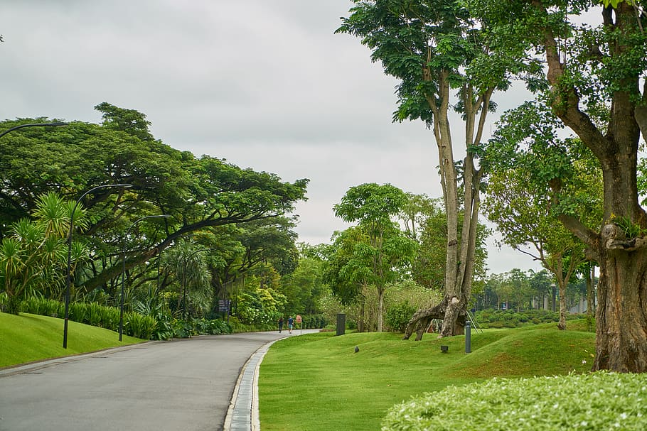 road, green, grass, nature, go, park, perspective, landscape HD wallpaper
