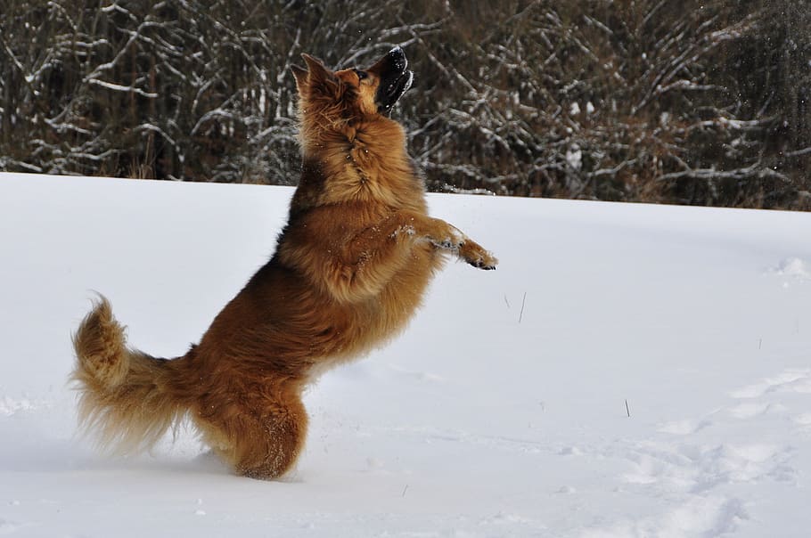 tan dog on snow, play, jump, winter, romp, fun, pets, animal HD wallpaper