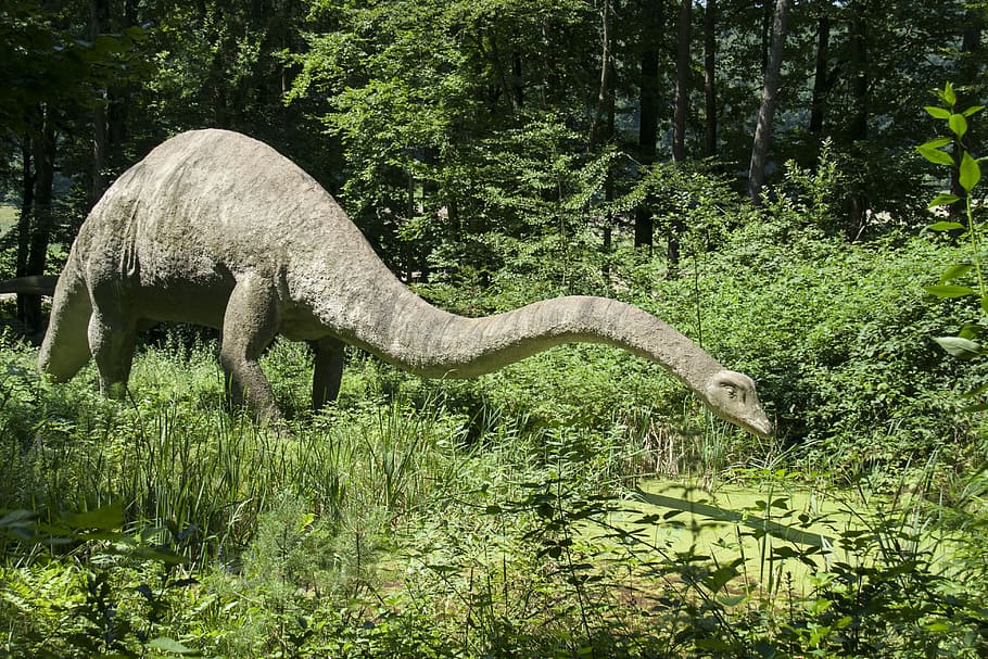 Apatosaurus dinosaur in the middle of forest, Animal, langhals, HD wallpaper