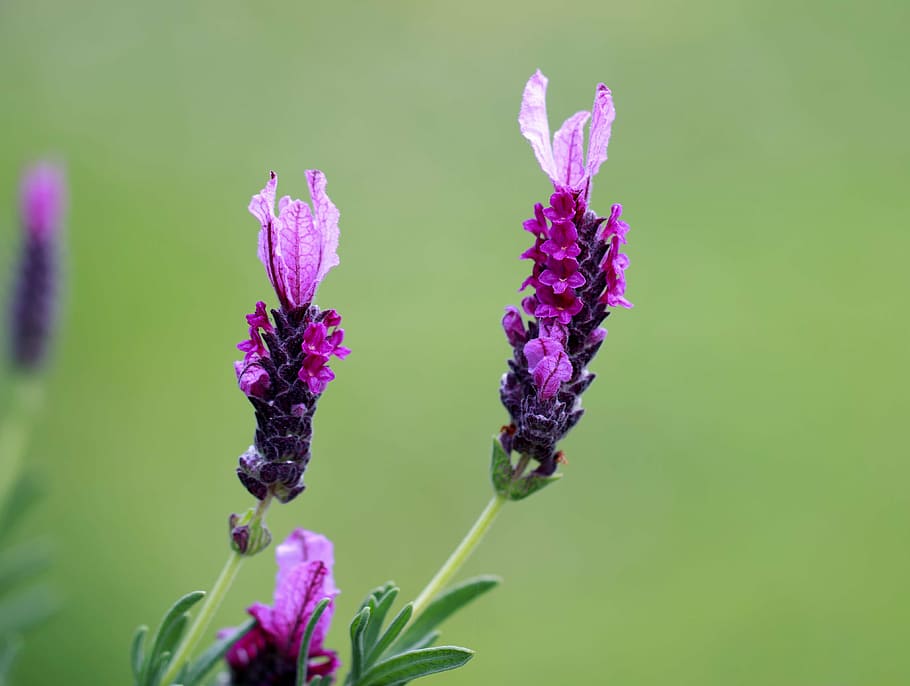 selective focus photography of several purple petaled flowers