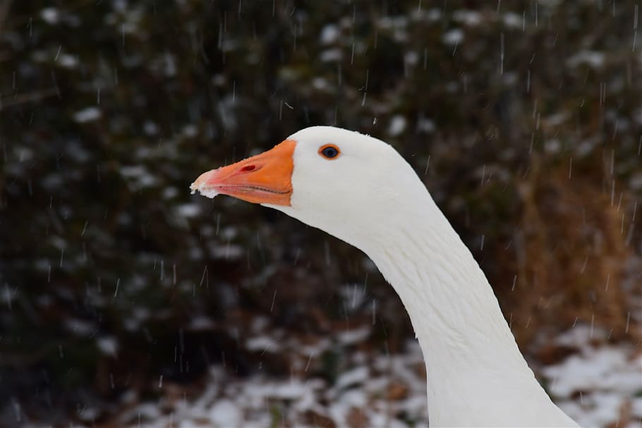 goose, snow, winter, white, animal, fowl, domestic, head, cute HD wallpaper