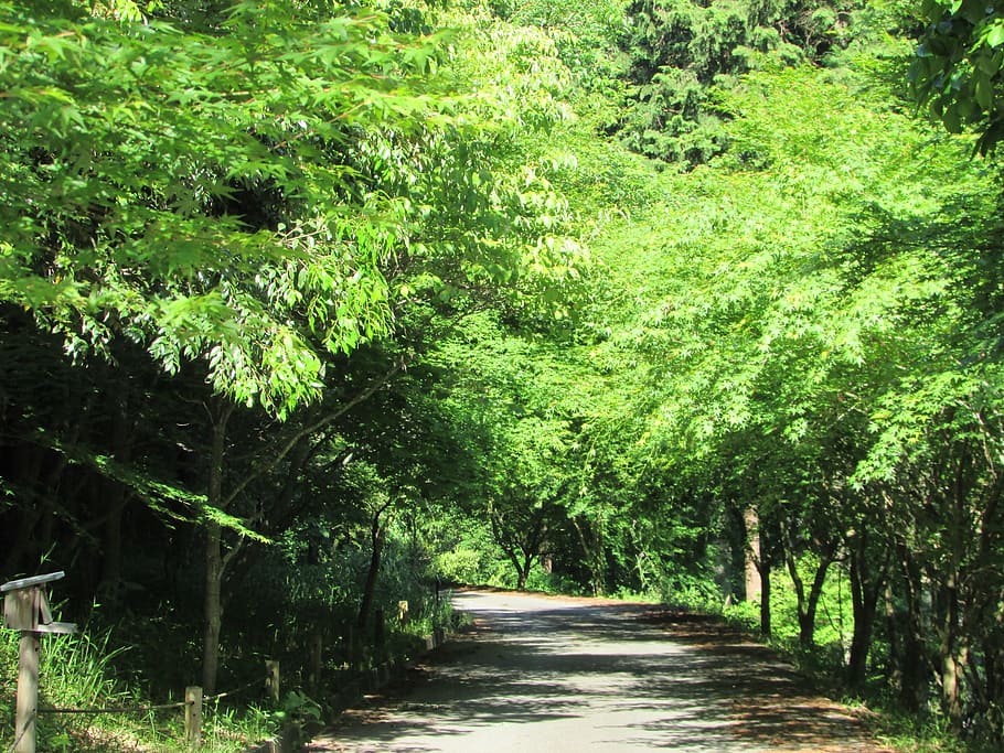 summer, walk, mountain path, park, forest, footpath, it was sunny HD wallpaper