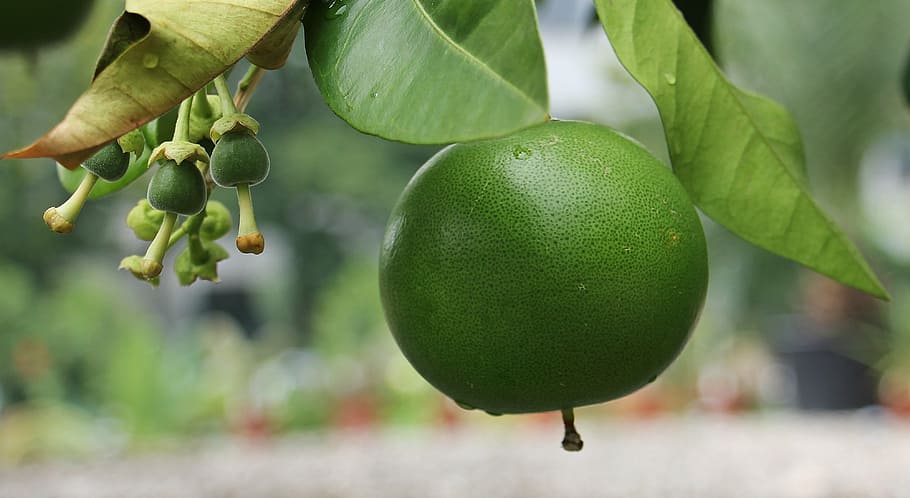 selective focus photography of round green fruit, grapefruit