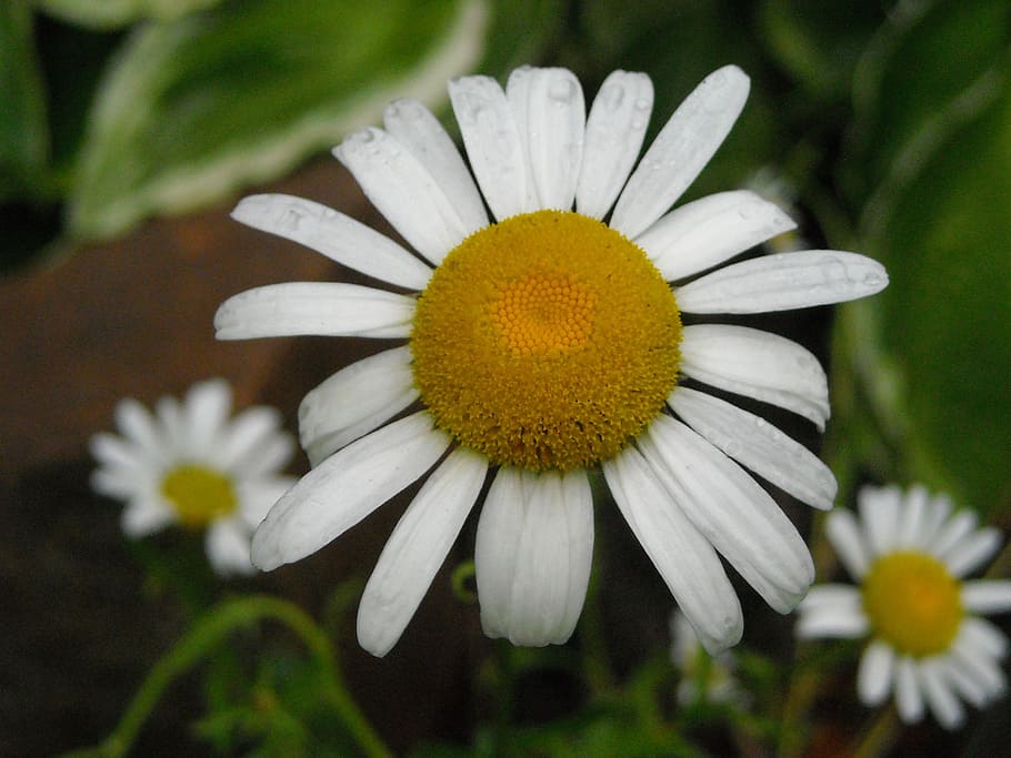 flower, daisy, nature, spring, white, floral, plant, blossom HD wallpaper