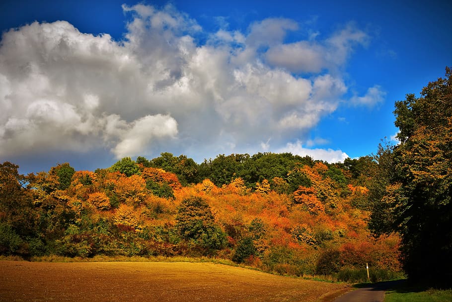 autumn landscape, fall colors, tree, cloud - sky, plant, beauty in nature HD wallpaper