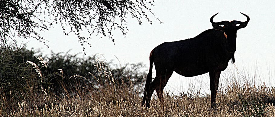 gnu, kalahari, namibia, desert, kalahari desert, steppe, animal themes HD wallpaper