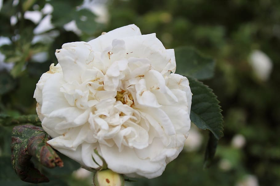 flower, rose, white rose, spring, nature, garden, macro, plant HD wallpaper