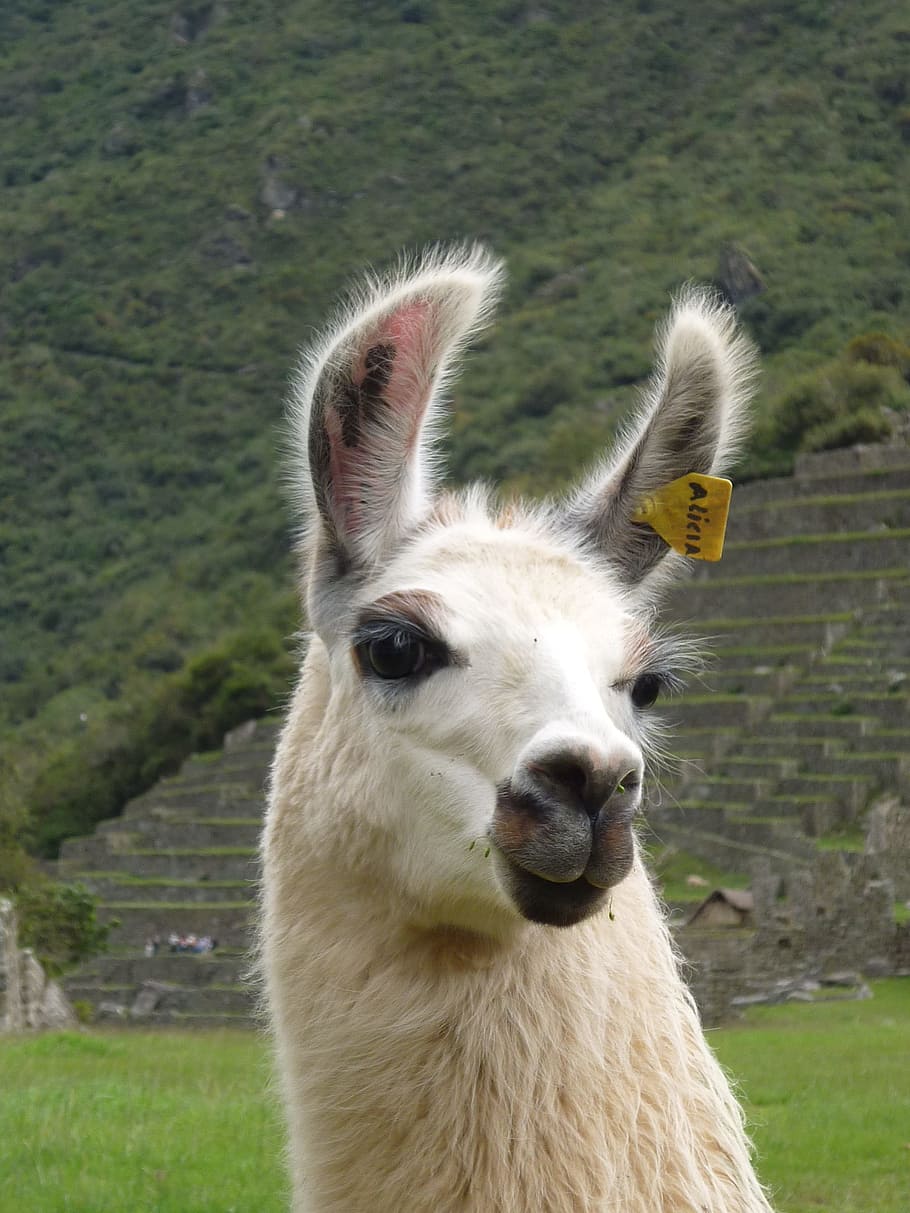 Llama, Peru, Sacred Valley, Machu Picchu, portrait, alpaca, HD wallpaper