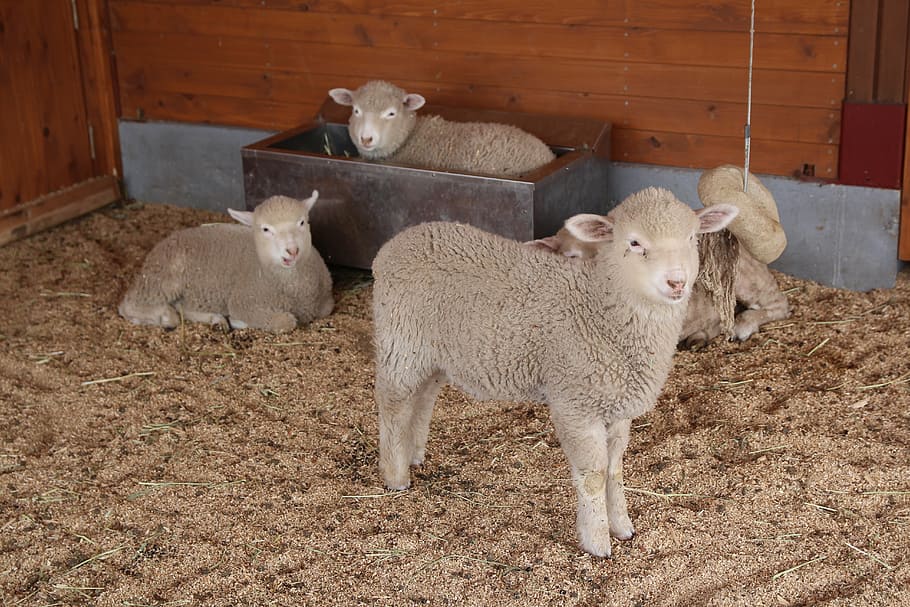 yang, lamb, us, farm, livestock, animal, group of animals, mammal HD wallpaper