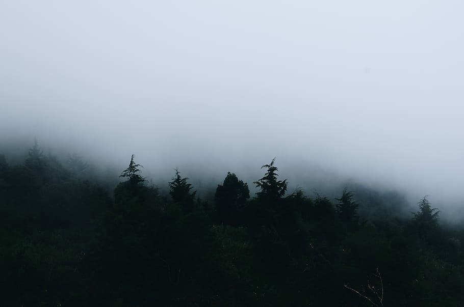 trees covered with fog during daytime, green forest photography HD wallpaper