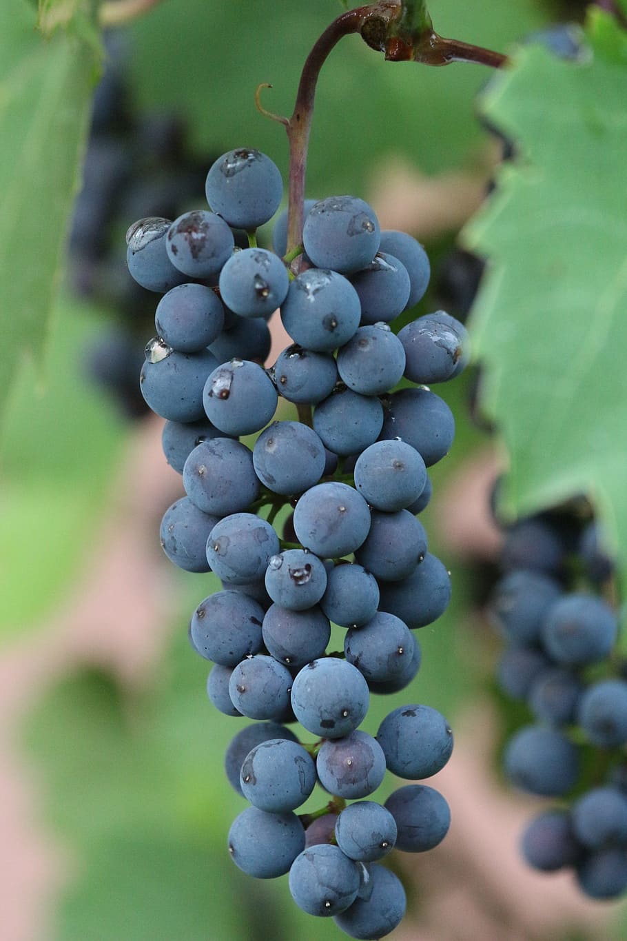 grapes, vines stock, fruits, berries, juice, ripe grapes, healthy eating, HD wallpaper