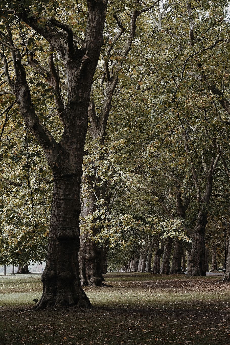 Autumn is Here, photo of green trees in forest, park, walk, fall HD wallpaper
