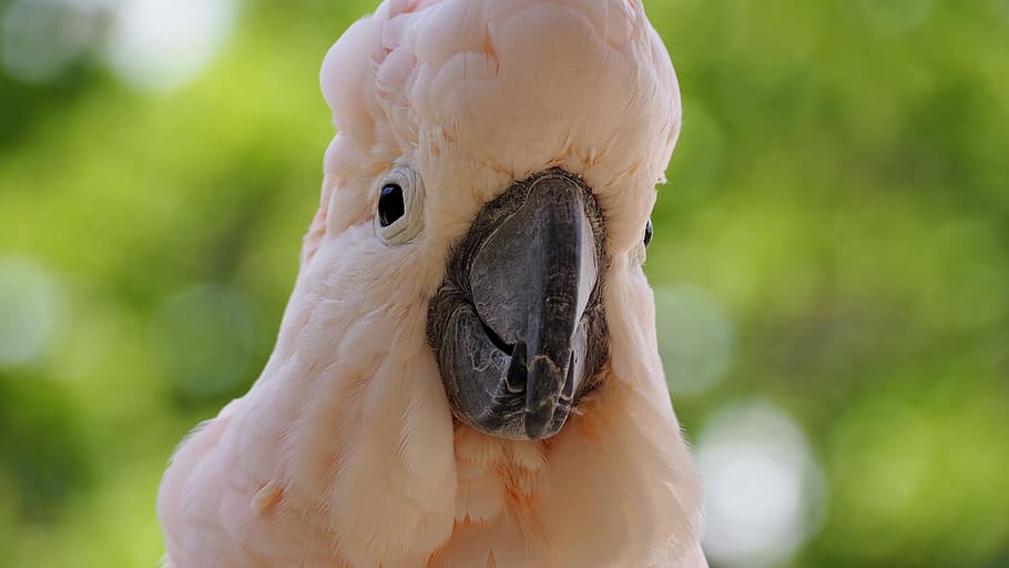Moluccan, Bird, White, Pink, Exotic, feather, beak, zoo, wild HD wallpaper
