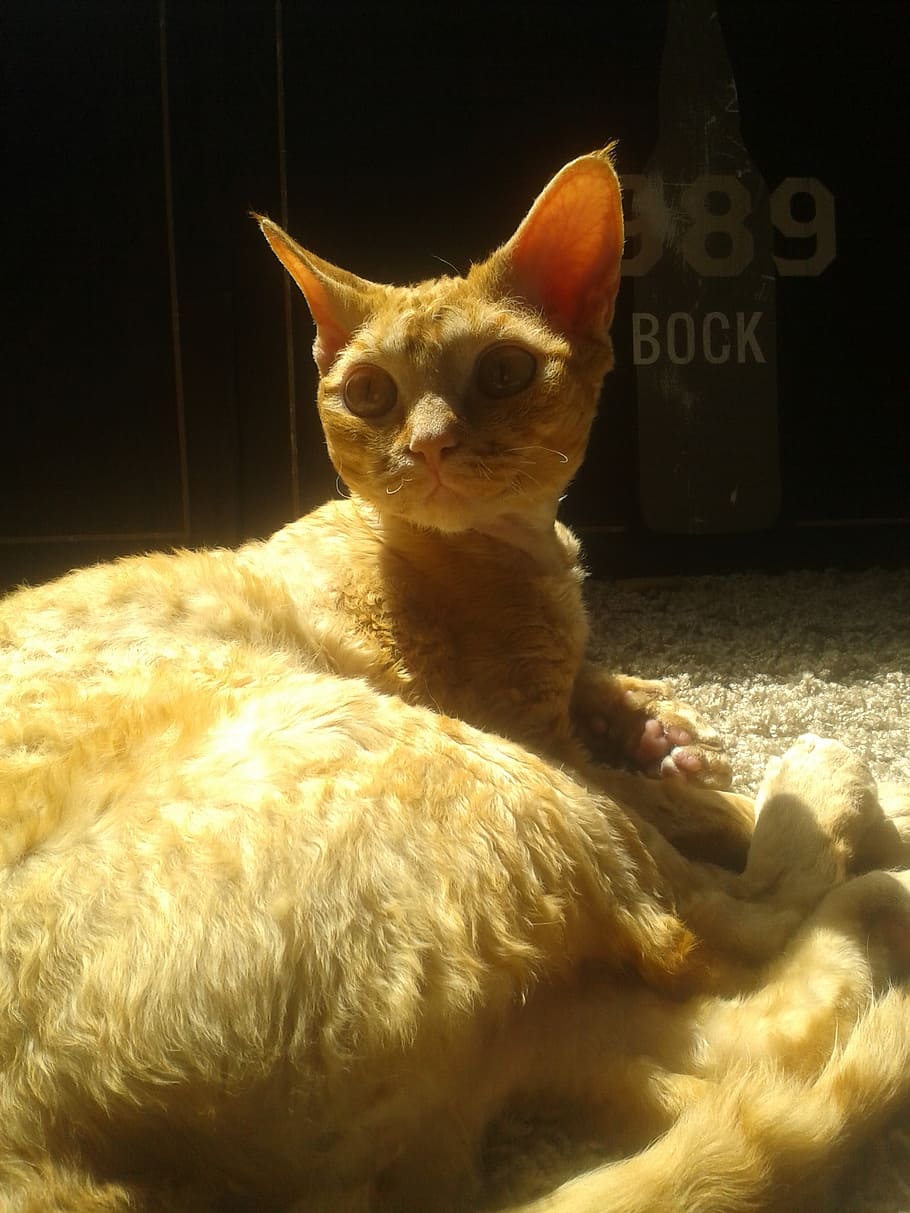orange cat, devon rex, big ears, furry, cute, alien, domestic, HD wallpaper