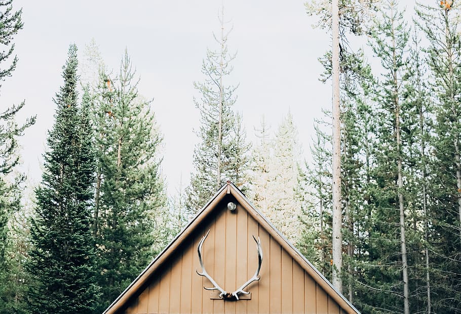 house inside forest, white horned animal mounted on house during daytime HD wallpaper