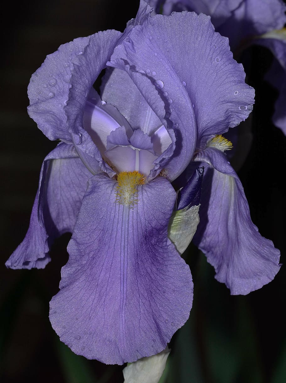 garden, flowers, iris, bloom, nature, plant, close-up, petal HD wallpaper