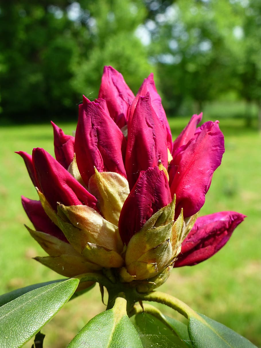 blossom, bloom, knopse, rohdodendron, spring, nature, macro HD wallpaper