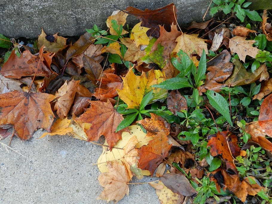 leaves, weeds, fall, autumn, plant, natural, green, ground HD wallpaper