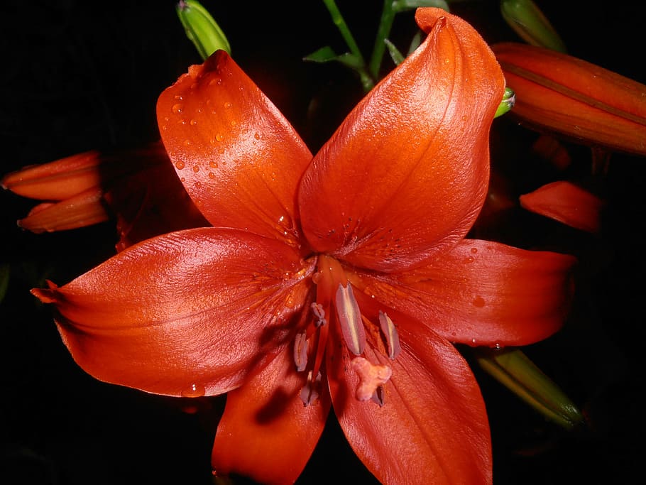 lily, flowers, red, drops, at night, freshness, close-up, flower head HD wallpaper