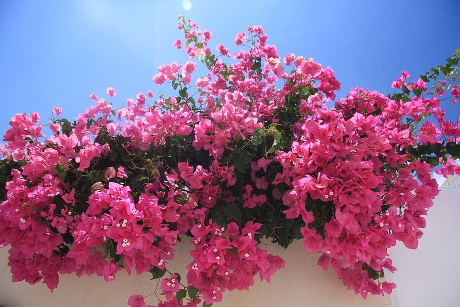 pink Bougainvillea flowers in bloom at daytime, blossom, flora, HD wallpaper