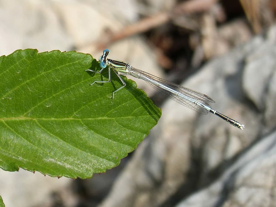 Dragonfly, Damselfly, Leaf, Detail, platycnemis latipes, insect HD wallpaper