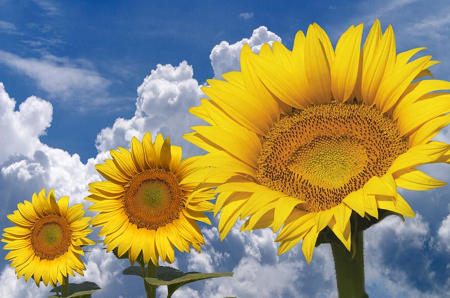 Sunflower, Air, Clouds, Blue Sky, Bloom, yellow flower, sunflowers HD wallpaper