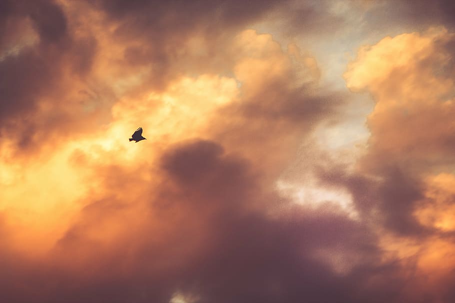cumulus clouds, bird, soaring, cloudy, sky, daytime, sunset HD wallpaper