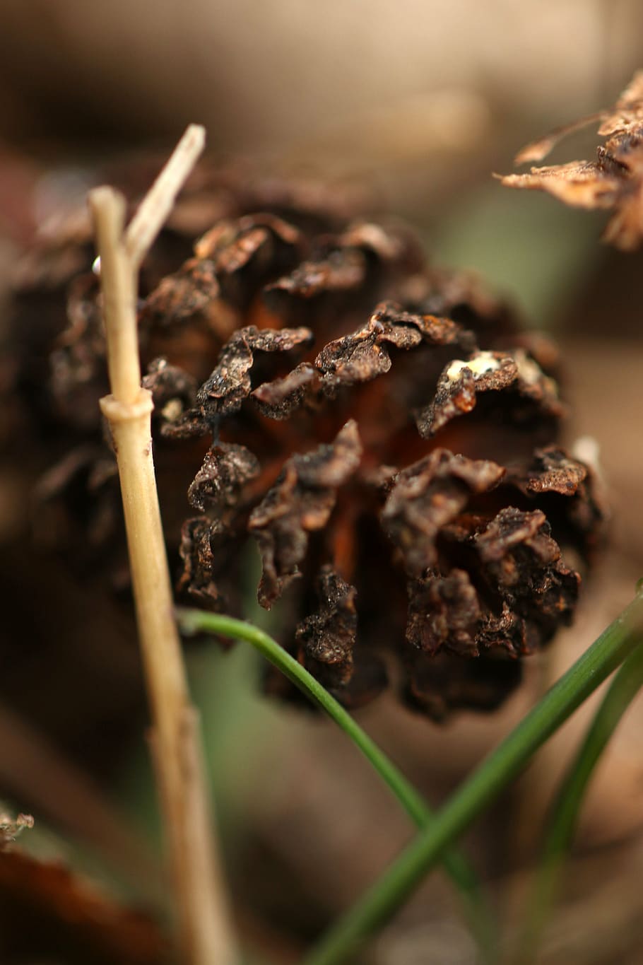 nature, outdoor, macro, spring, season, food and drink, selective focus HD wallpaper