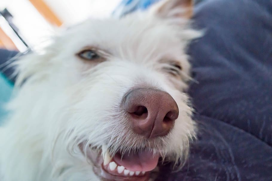Dog, Sofa, Nose, lying, pets, one animal, domestic animals HD wallpaper