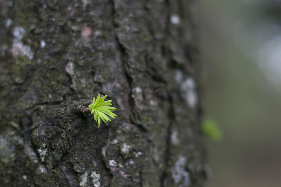 cedar, buds, trunk, plant, tree, tree trunk, nature, close-up HD wallpaper