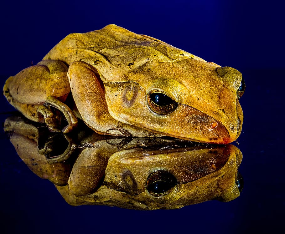 frog, close, mirror image, animal, animal themes, animal wildlife HD wallpaper