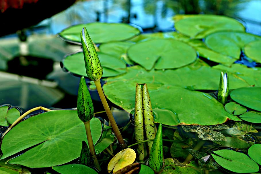 close-up, young shoots, baby giant water lily, victoria amazonica, HD wallpaper
