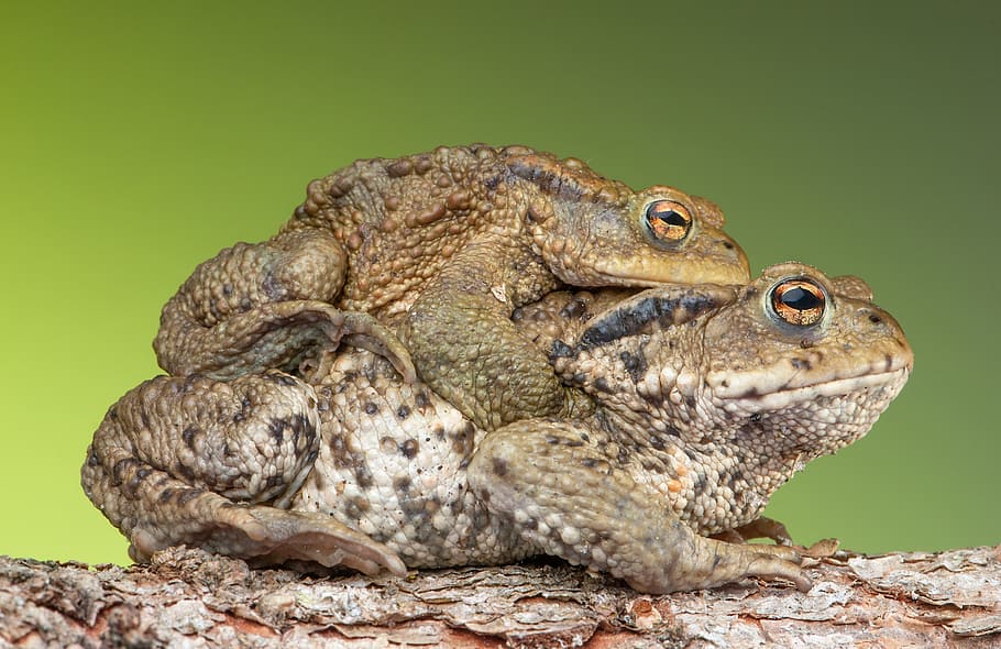photo of two brown frogs, piggyback, toad, bufonidae, bufo amplexus, HD wallpaper