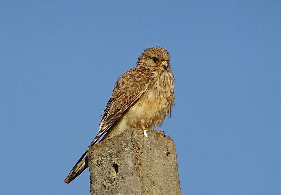 bird, raptor, hunter, predator, common kestrel, female, falco tinnunculus HD wallpaper