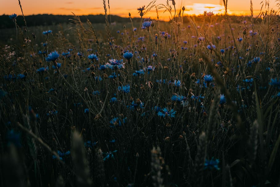 closeup photography of blue petaled flower, blue petaled flower HD wallpaper