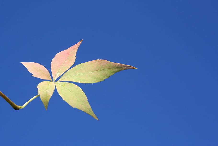 nature, outdoors, sky, leaf, blue, plant part, copy space, clear sky HD wallpaper