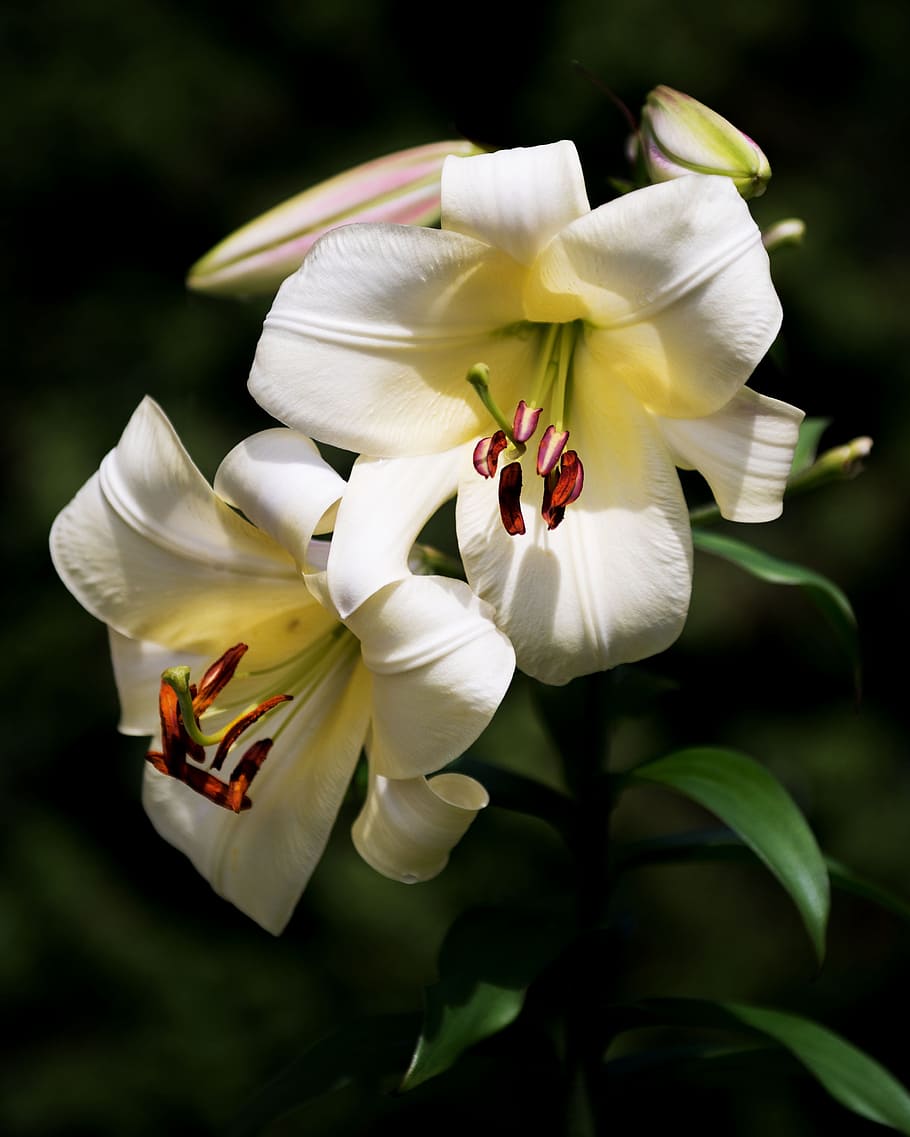 white, lilly, easter, floral, bloom, flowering plant, vulnerability HD wallpaper