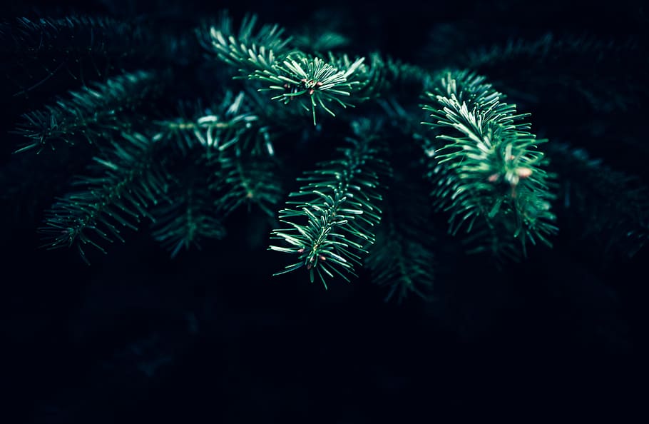 shallow focus photography of spruce tree, green, digital, plant HD wallpaper