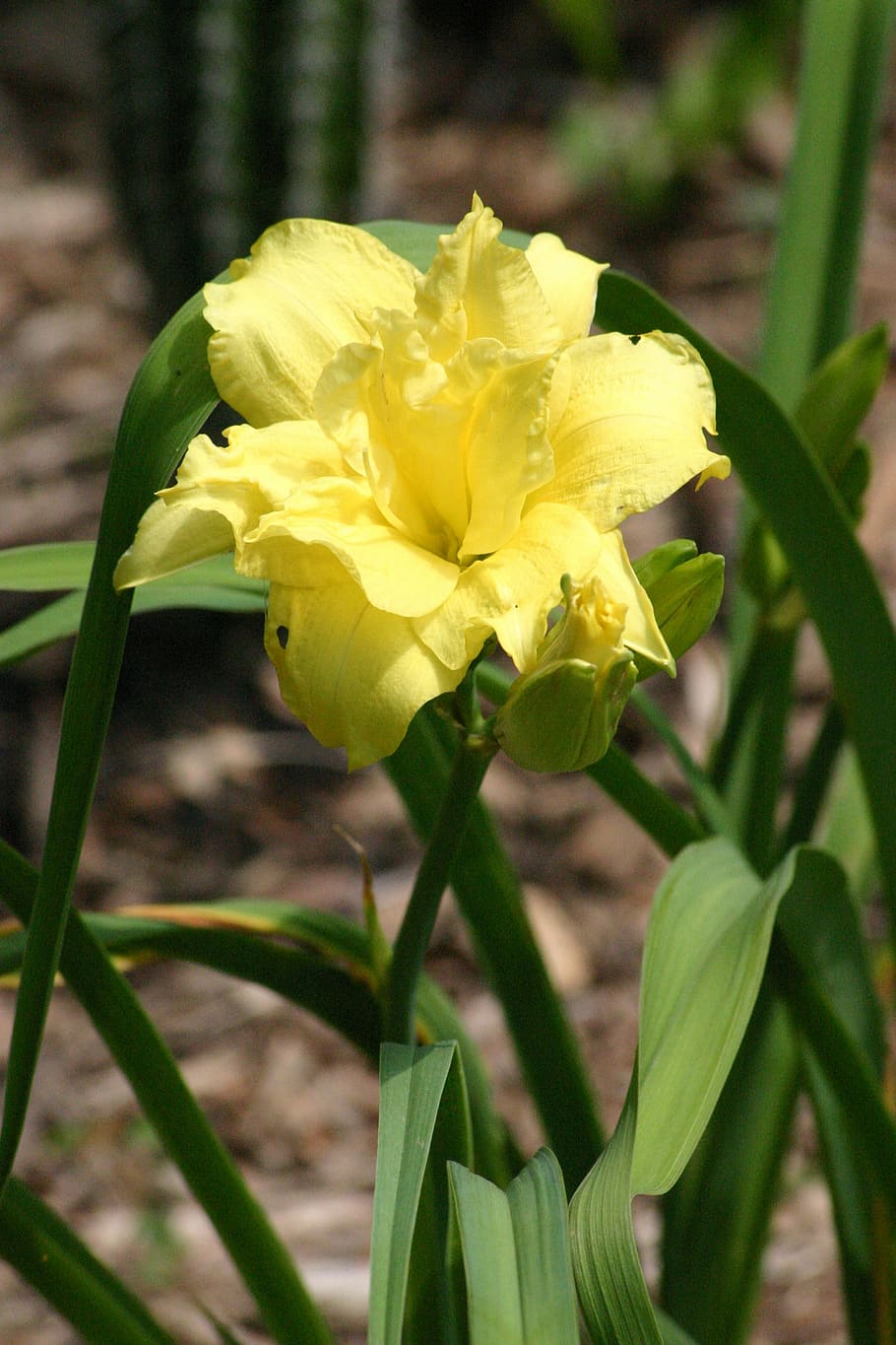 flower, lily, lemon, double, yellow, anther, petal, bloom, nature HD wallpaper