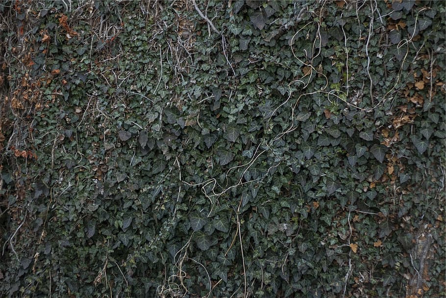 minimalist photography of green bush, grasses, vines, leaves HD wallpaper