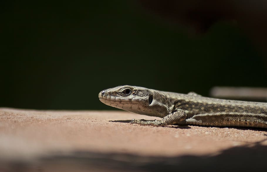 lizard, reptile, black background, one animal, animal wildlife HD wallpaper