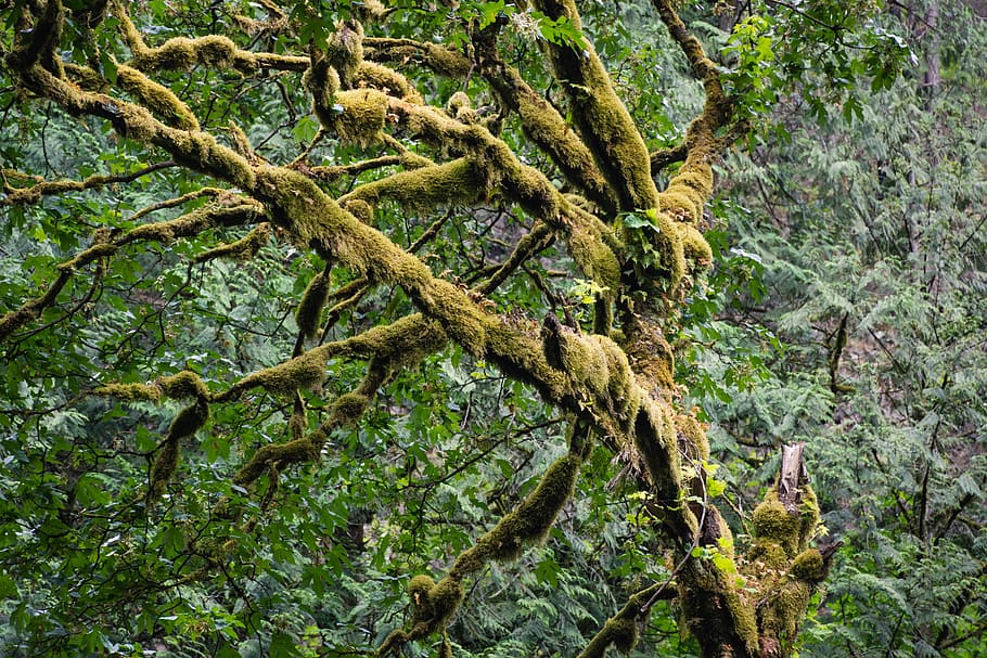 tree, moss, nature, forest, plant, growth, green color, tree trunk HD wallpaper