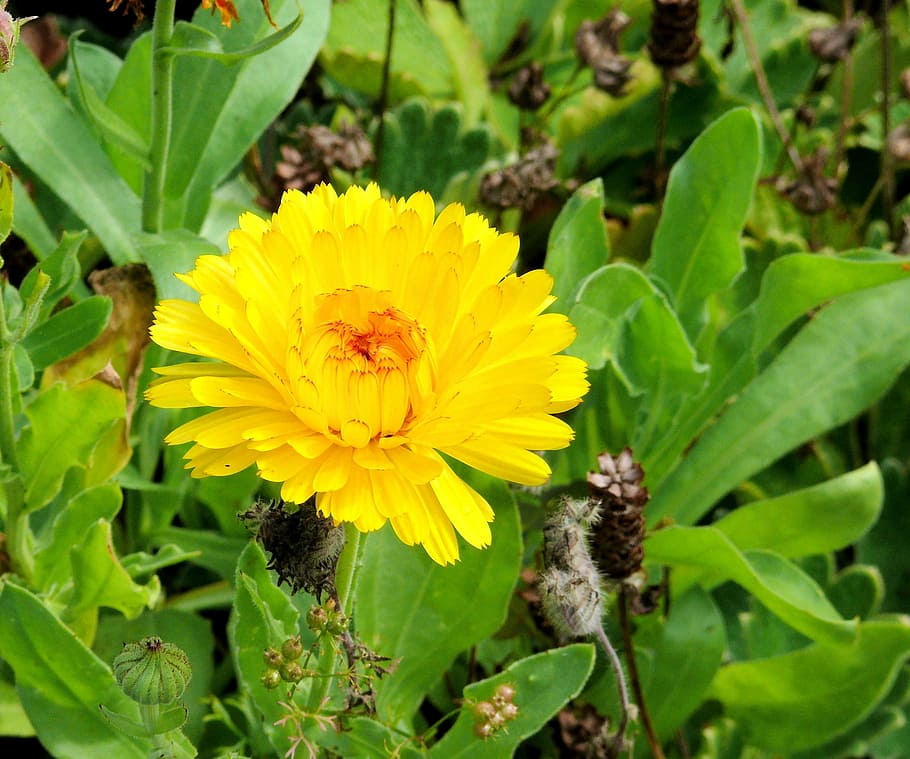 calendula, flower, yellow, nature, plant, insect, summer, petal HD wallpaper