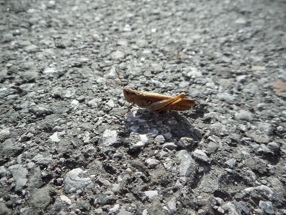 Grasshopper, Insect, Close, Stone, Floor, stone floor, one animal HD wallpaper