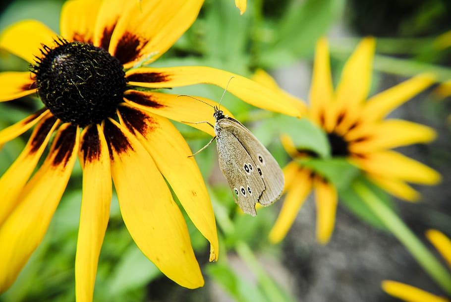 butterfly, nature, insect, macro, flower, summer, butterfly - Insect HD wallpaper