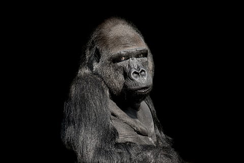 dark grey background monkey