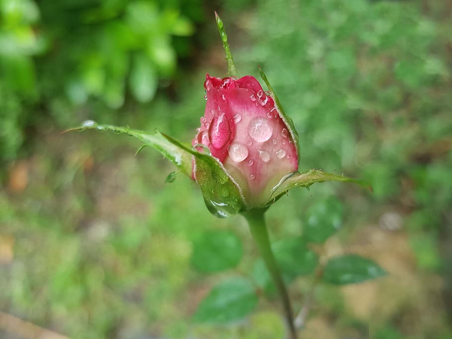 Rose, Pink, Trickle, nature, growth, flower, beauty in nature HD wallpaper